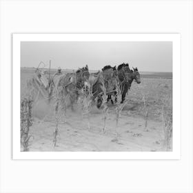 Untitled Photo, Possibly Related To Four Horse Team Cutting Corn For Fodder, Sheridan County, Kansas By Russell Art Print