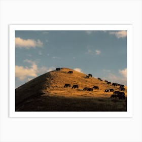 Cattles On Tibetan Field In Sunset Art Print