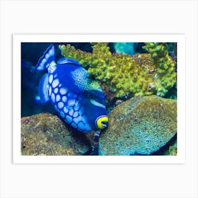 Blue Triggerfish 20190713 157pub Art Print