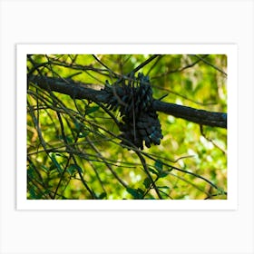 Pine Cones On A Branch 20200905 12ppub Art Print