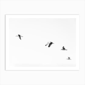 Black And White Birds Art Print