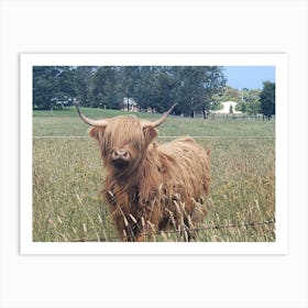 Highland Cow Art Print