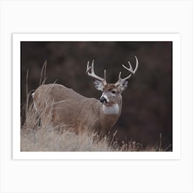 Rustic Wildlife Deer Art Print