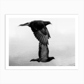 Black And White Phography. Two Black Birds. Horizontal Version Art Print