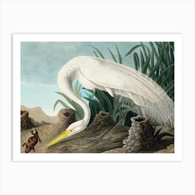 Audubon White Heron, Plate CCCLXXXVI, The Birds of America, With the Horned Agama Remastered Reproduction of the Classic Vintage Print Art Print