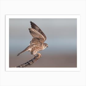 Sharp Shinned Hawk Flying Art Print