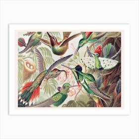 Vintage Birds, Ernst Haeckel Art Print