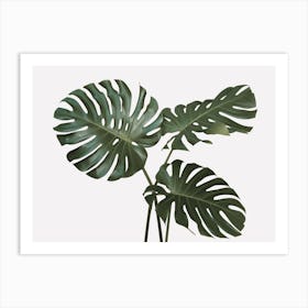 Monstera Plant Leaves Art Print