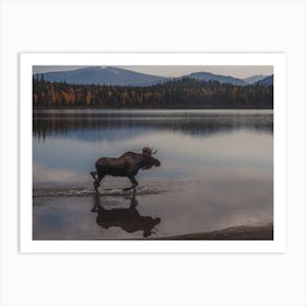 Moose In Lake Art Print