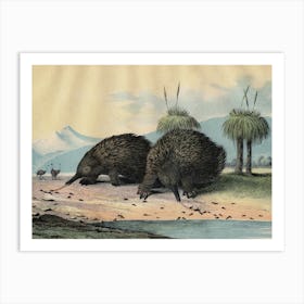 Vintage Kolb 8 Tafel 26 Stacheligel Art Print