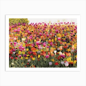 Tulip Flowers Art Print