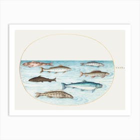 Salmon, Trout And Freshwater Fish (1575–1580), Joris Hoefnagel Art Print