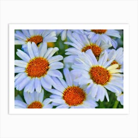 Daisies 2 Art Print