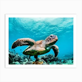 Sea Turtle 1 Art Print