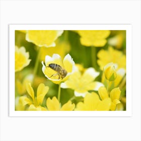 Bee On Yellow Flowers 3 Poster