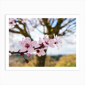 Cherry Blossoms II 20220228 67ppub Art Print