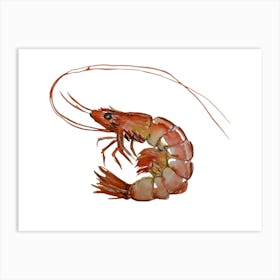 Red Shrimp Poster