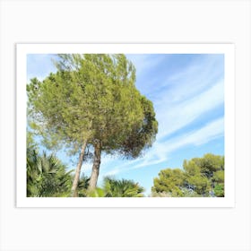 Pine Trees In The Garden 20210801 215ppub Art Print