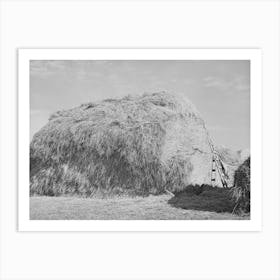 Hay For Cattle Feed On Farm On Black Canyon Project, Canyon County, Idaho By Russell Lee Art Print