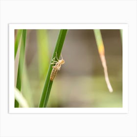 Dragonfly Nymph Molting Art Print