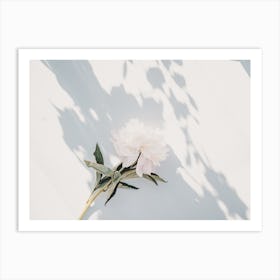 White Dhalia Art Print