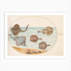 Aquatic And Shellfish Animals, Joris Hoefnagel (4) Art Print
