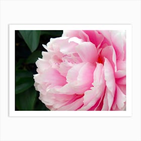 Pink Peony Flower Art Print