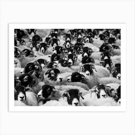 Black And White Herd Of Sheep Art Print