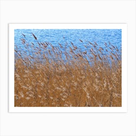 Reeds Beside A Pond Art Print