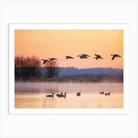 Canadian Geese In V Formation Soaring Above A Duck Pond Reflections In Water Contrast Of Flapping (1) Art Print