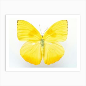 Bright yellow butterfly - insect and animal nature and travel photography by Christa Stroo Photography Art Print