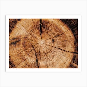 Tree Rings Art Print