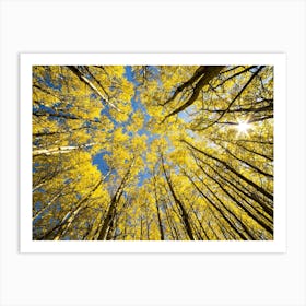 Aspen Trees Art Print