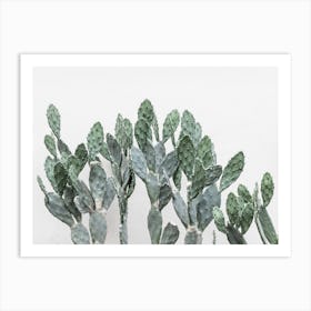 Cacti Succulent Art Print