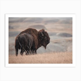 Open Range Bison Scenery Art Print