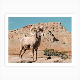 New Mexico Bighorn Sheep Art Print