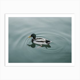 Mallard Duck On Lake Art Print