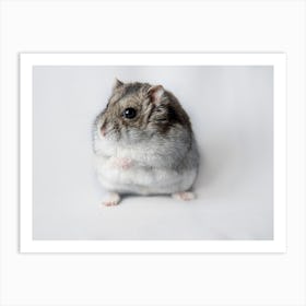 Hamster On White Background Art Print