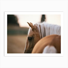 Looking back - Ieper Belgian horse photo print - moody animal photography art Art Print