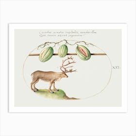 Reindeer With Melons (1575–1580), Joris Hoefnagel Art Print