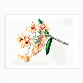 Orchids 4 Art Print