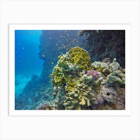 Coral Reef In The Red Sea Art Print