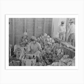 Packing Cabbages Into Crates, Alamo, Texas By Russell Lee Art Print