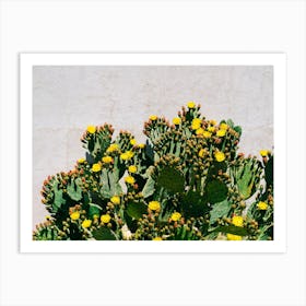 Cactus Blooms Art Print