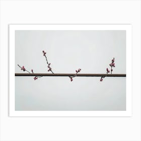 Blossoming Cherry Tree 1 Art Print