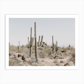 Saguaro Cactus Desert Art Print