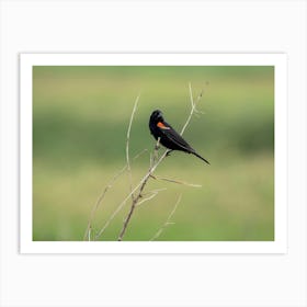 Redwinged Blackbird On Green Background Art Print