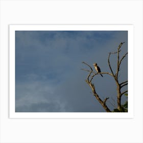 Bird Perched In Tree Art Print