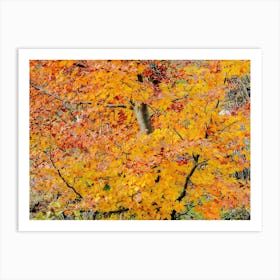 Autumn Tree 6 Art Print