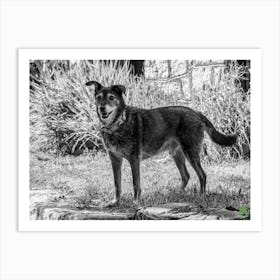 Black And White Dog 20230817249rt1pub Art Print